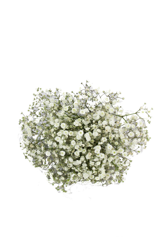 Baby Breath Flower Girl