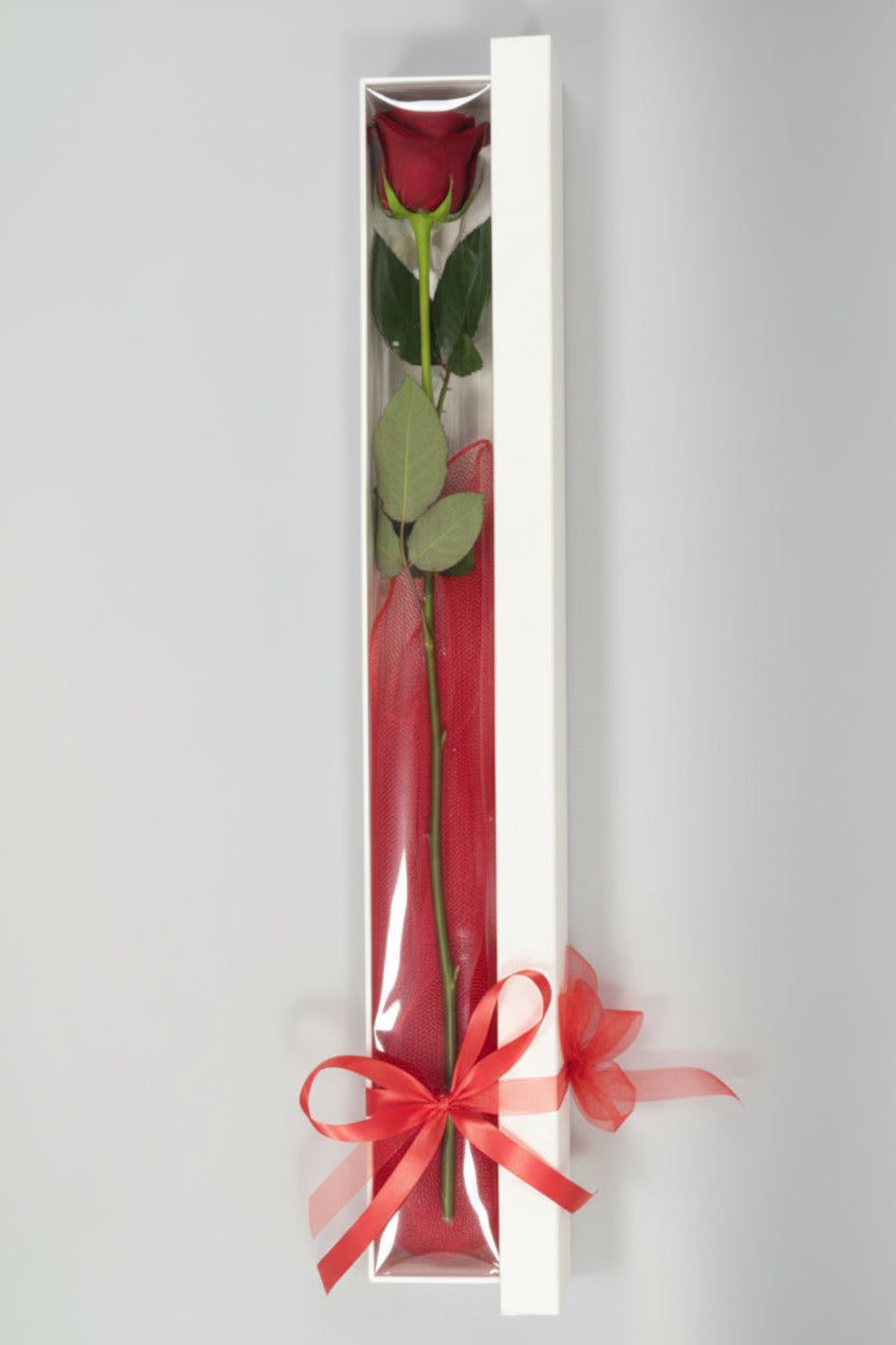 Red Long Stem Roses