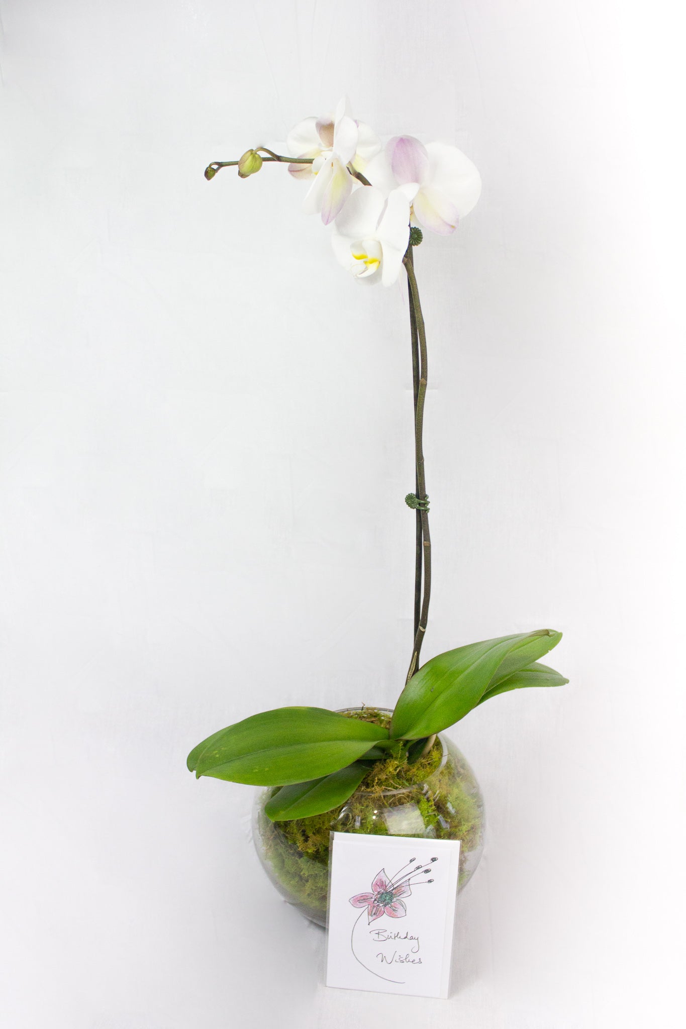 Orchids In A pot