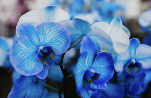 Why Orchid Flowers Make the Best Gifts: Beauty and Longevity Combined