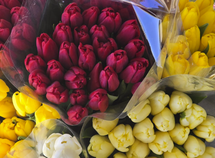 The Meaning Behind Different Tulip Colours and When to Gift Them