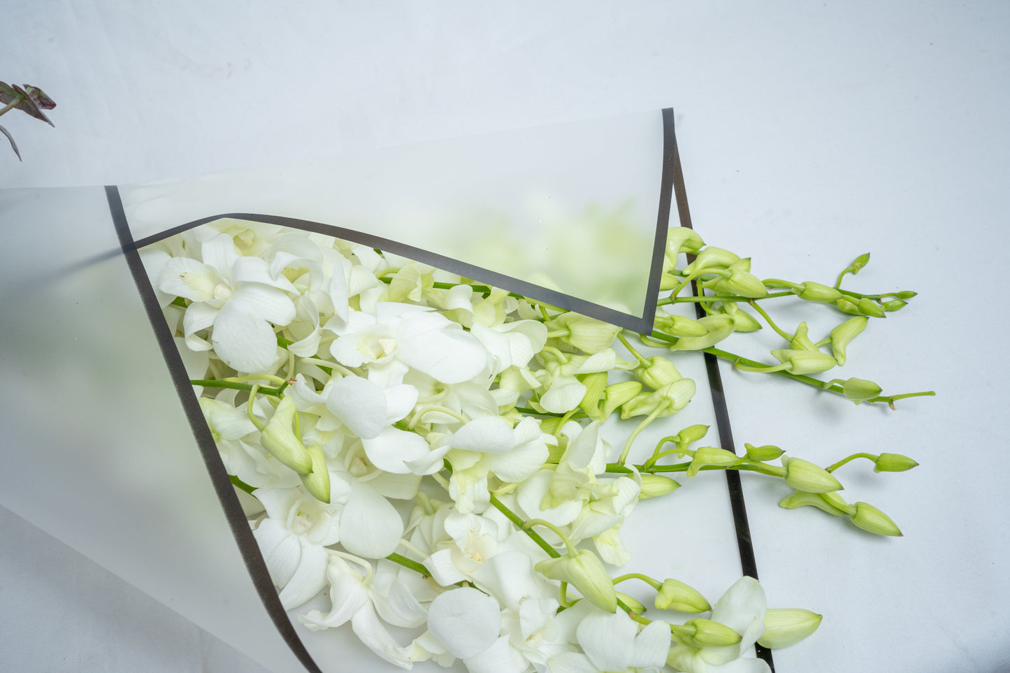 White Orchid