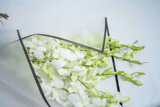 White Orchid