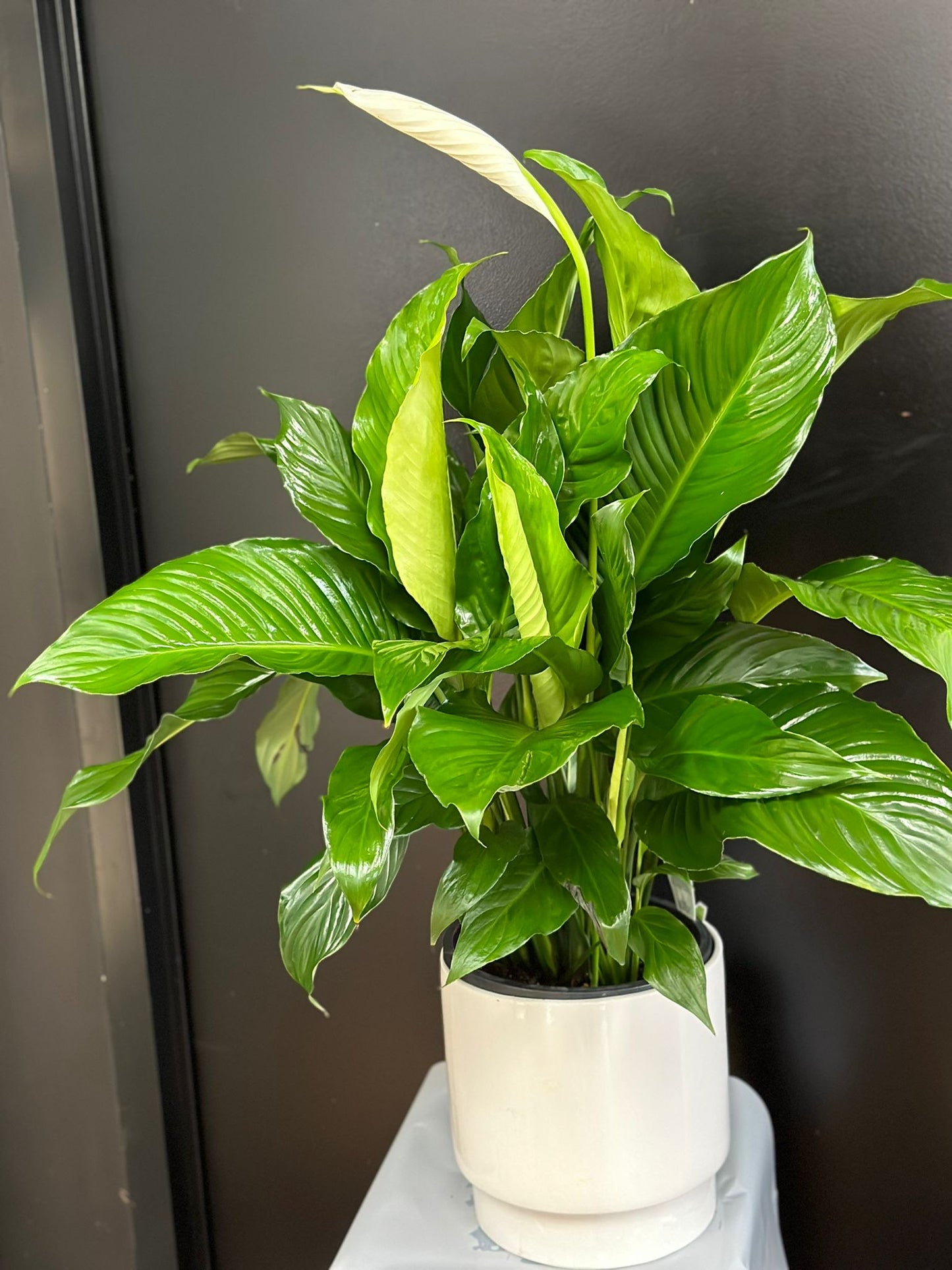 Large Peace Lily