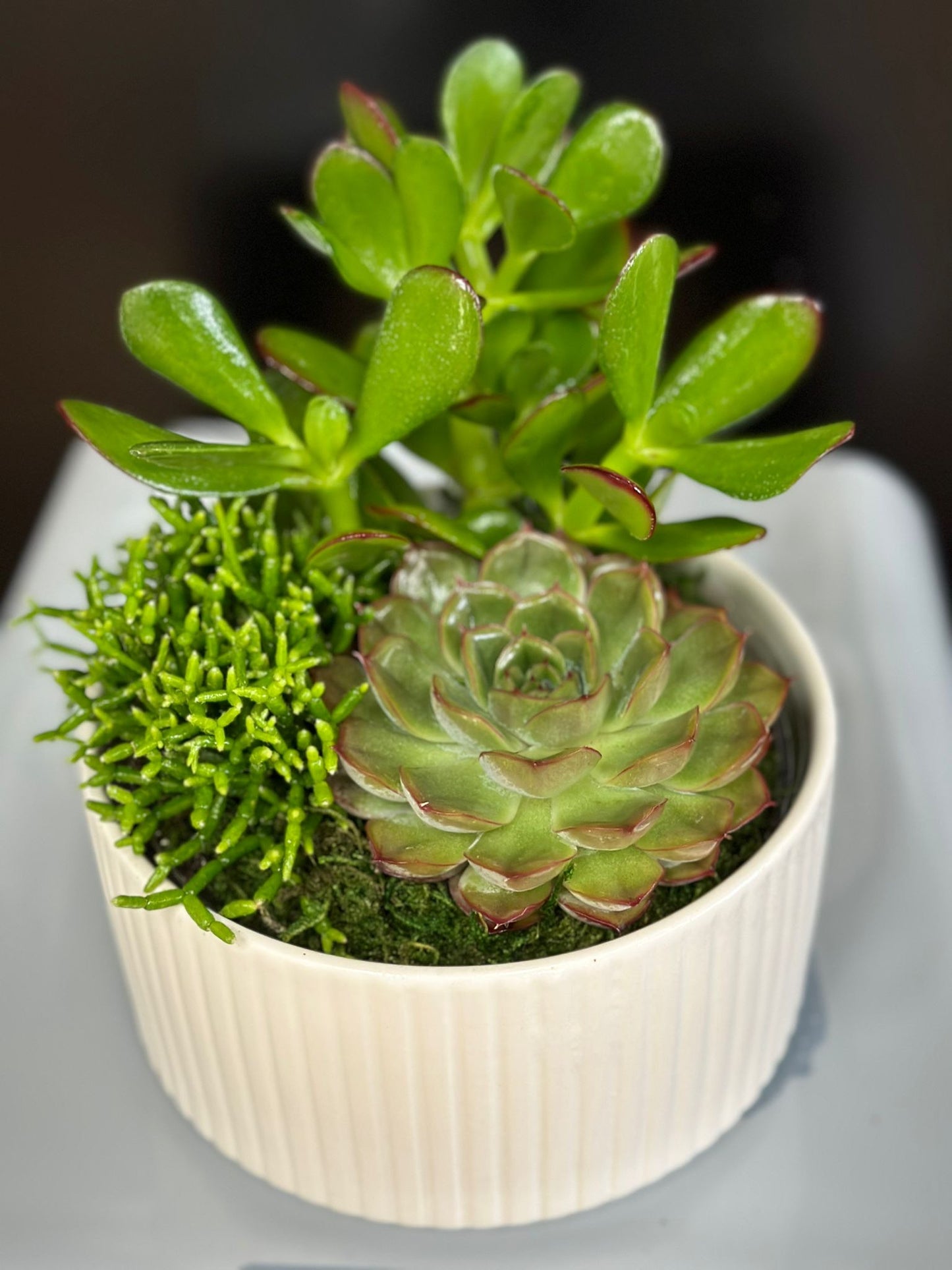 Succulent Plant