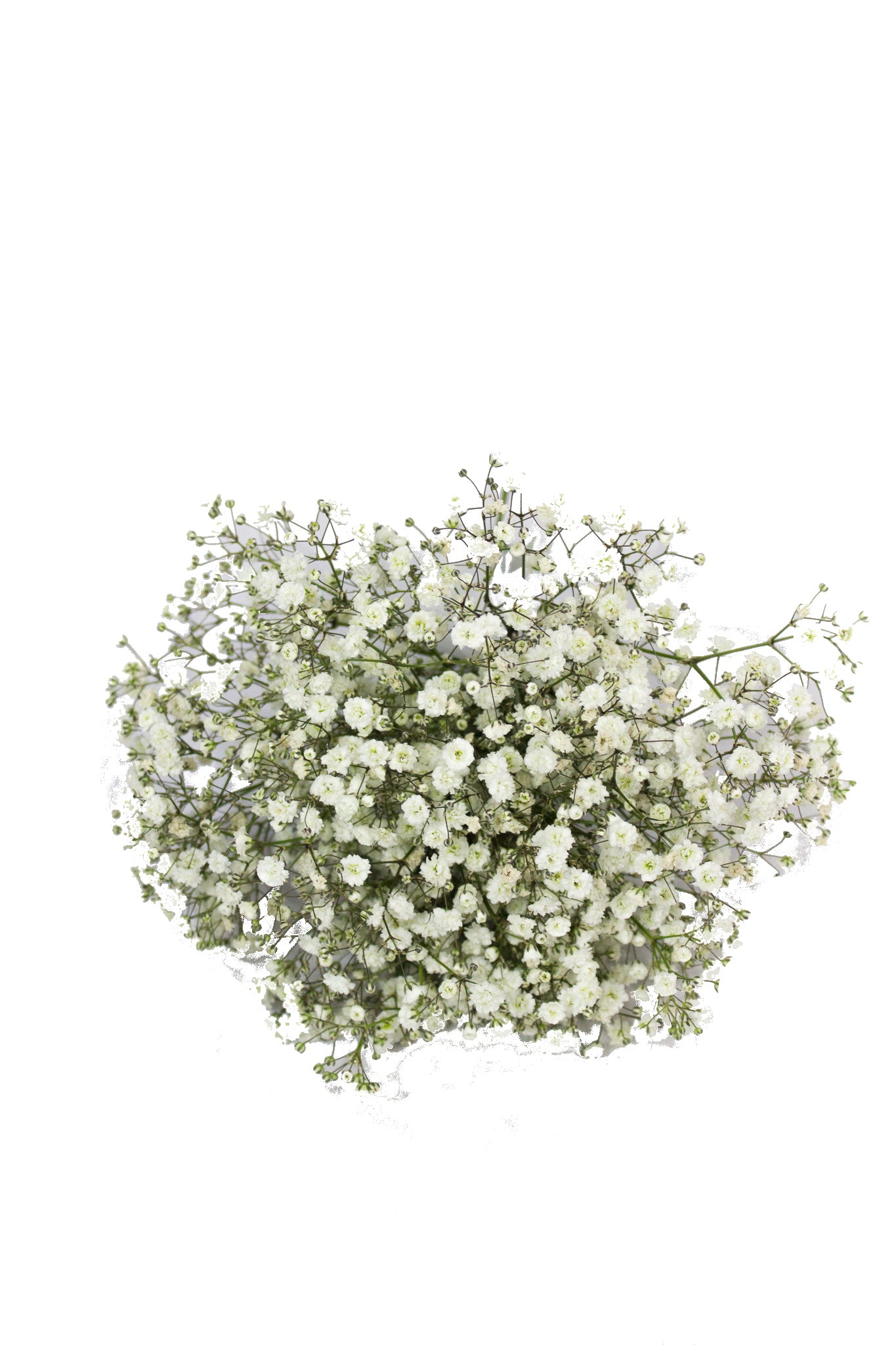 Baby Breath Flower Girl 