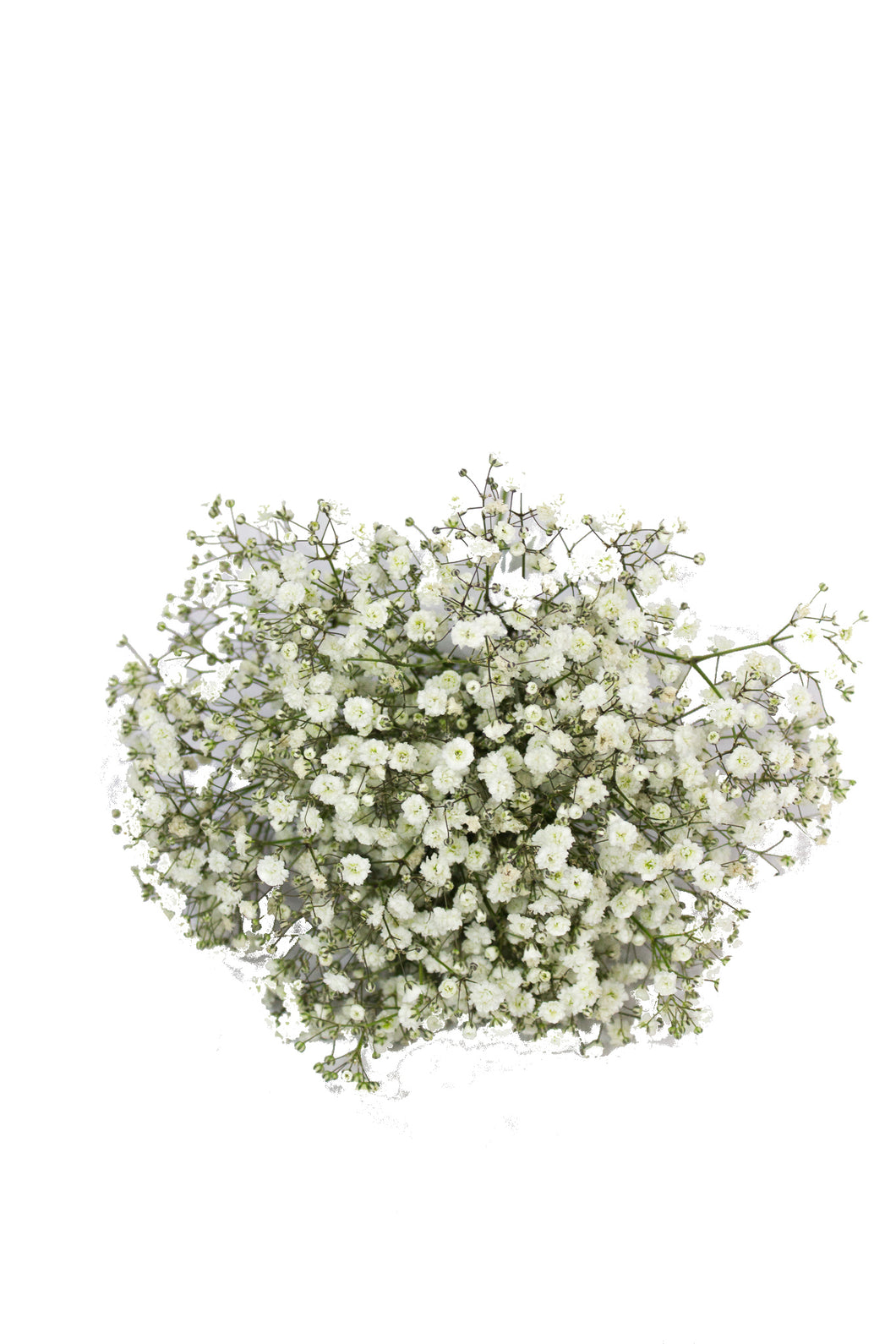 Baby Breath Flower Girl 