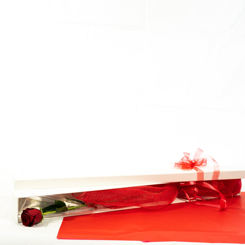 Red long Stem Roses