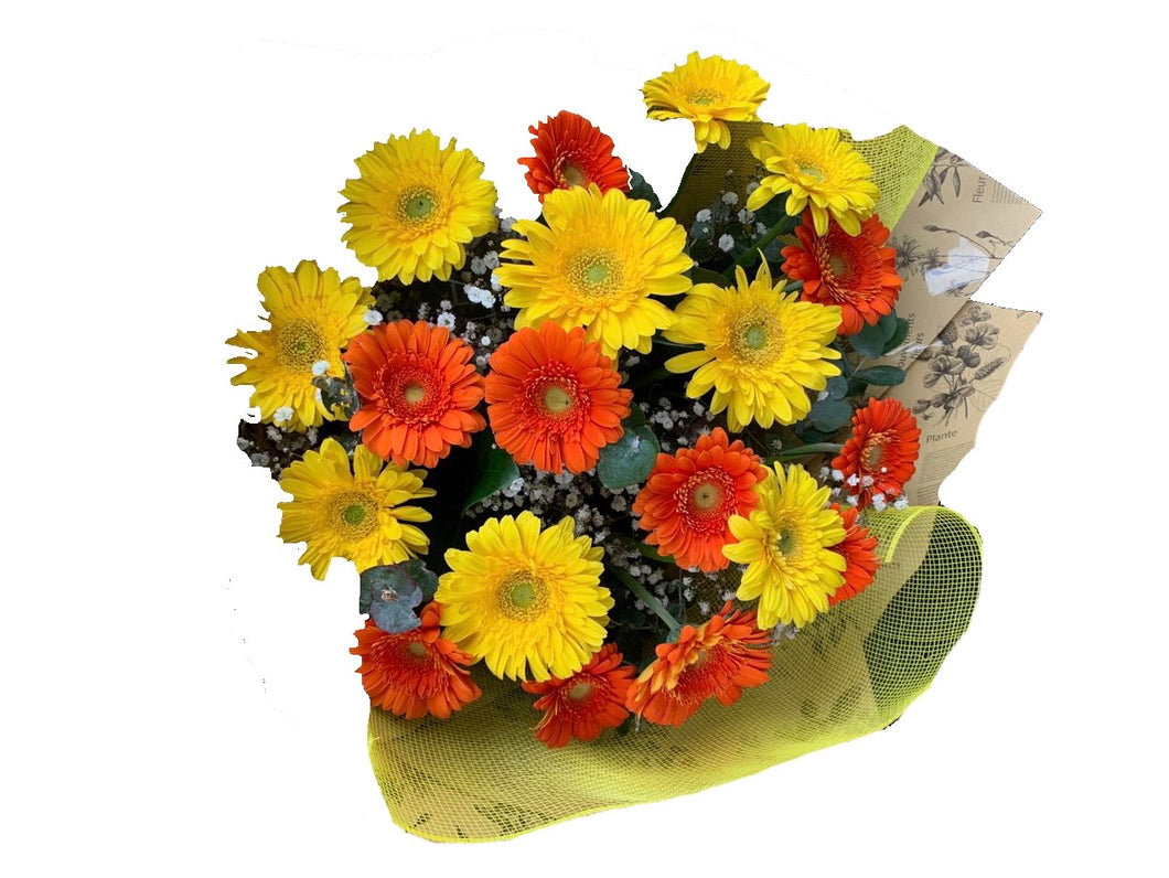 Mixed Colors Gerbras bouquet from $65-95
