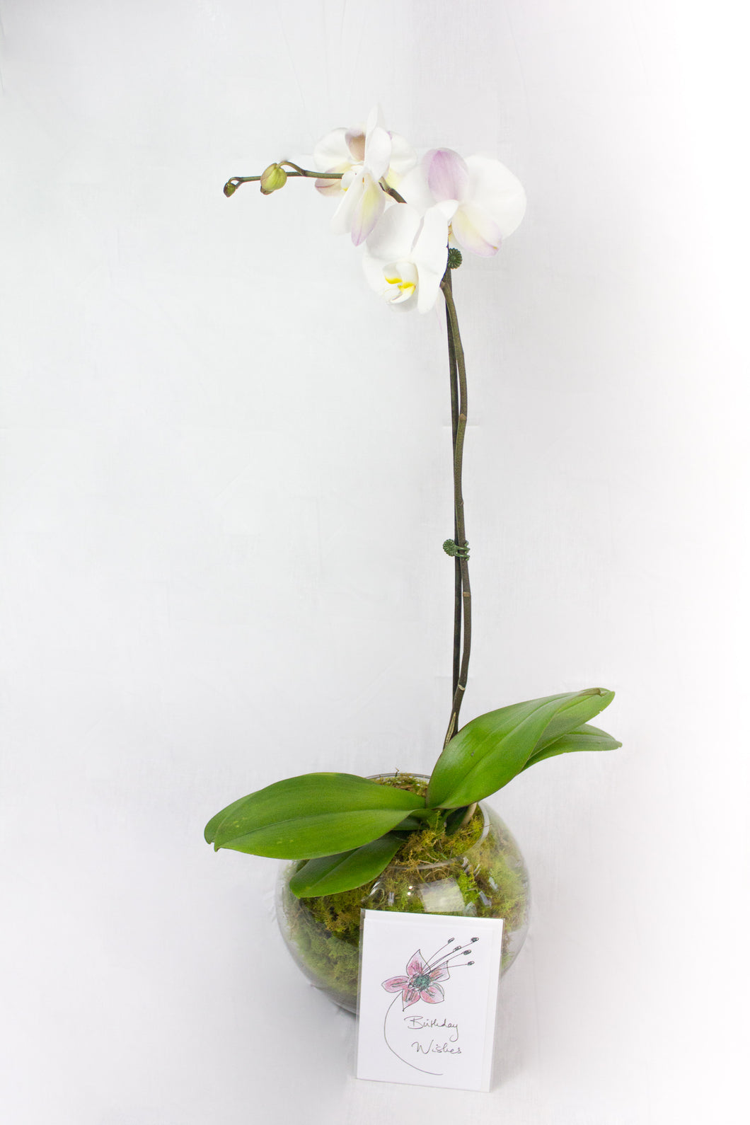 Orchids In A pot