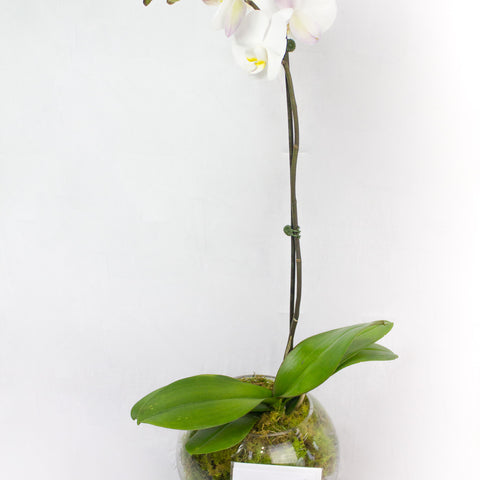 Orchids In A pot